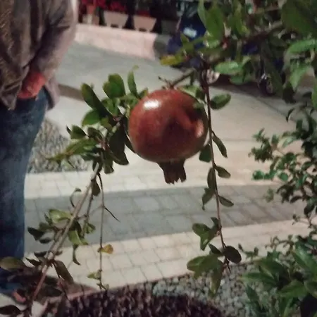 I Cinque Ulivi * אלברובלו