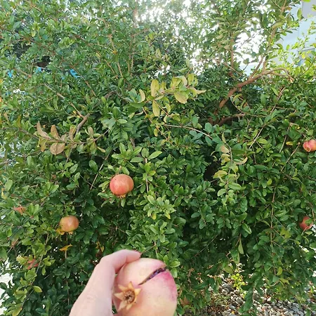 I Cinque Ulivi * אלברובלו