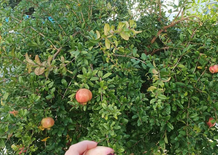 I Cinque Ulivi * Alberobello
